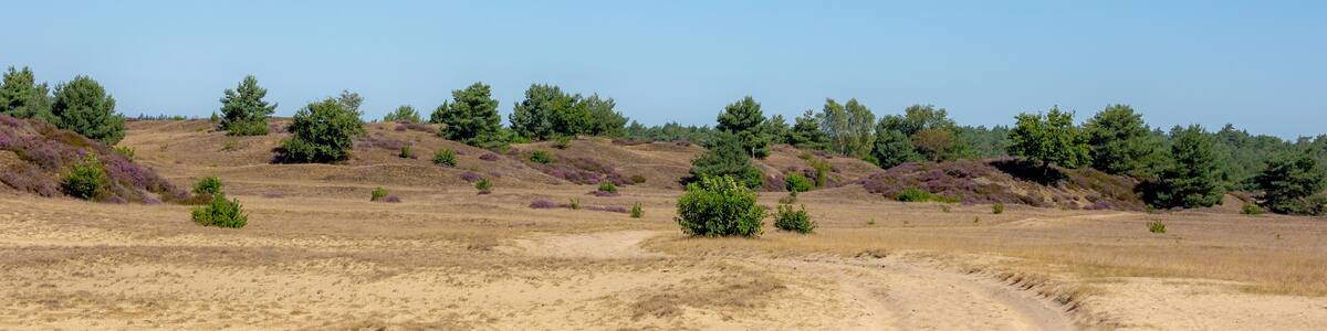 Summer landscape, Desert area with slope hilly, forest and the heide, Nature reserve in Radio Kootwijk, Veluwe, Hoog Buurlo is a hamlet in the Dutch municipality of Apeldoorn, Gelderland, Netherlands.