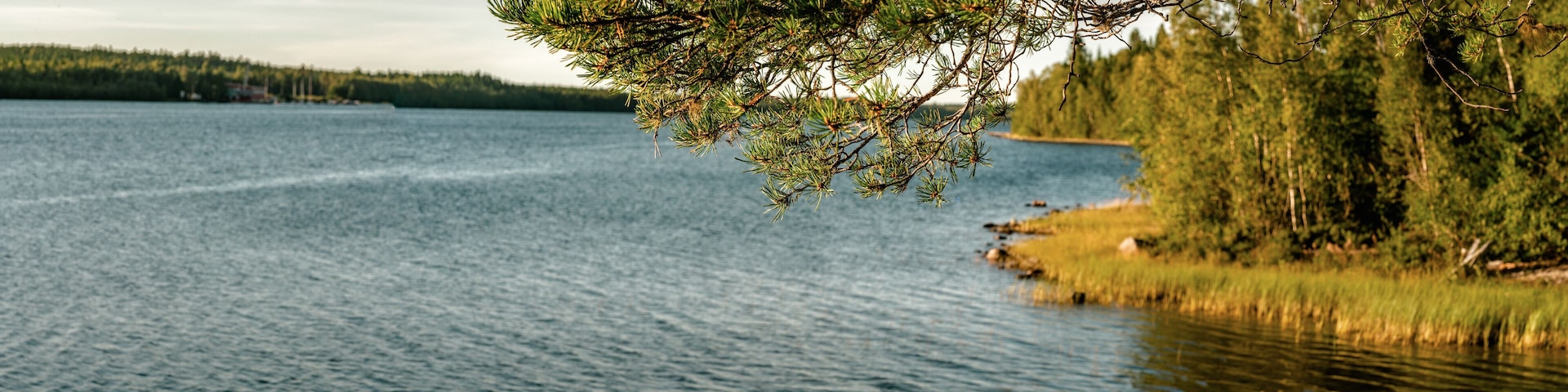 Blurry summer day panorama of Umea river delta with pine tree branch at front, pine tree forest coast line at right side. Umea, Sweden
