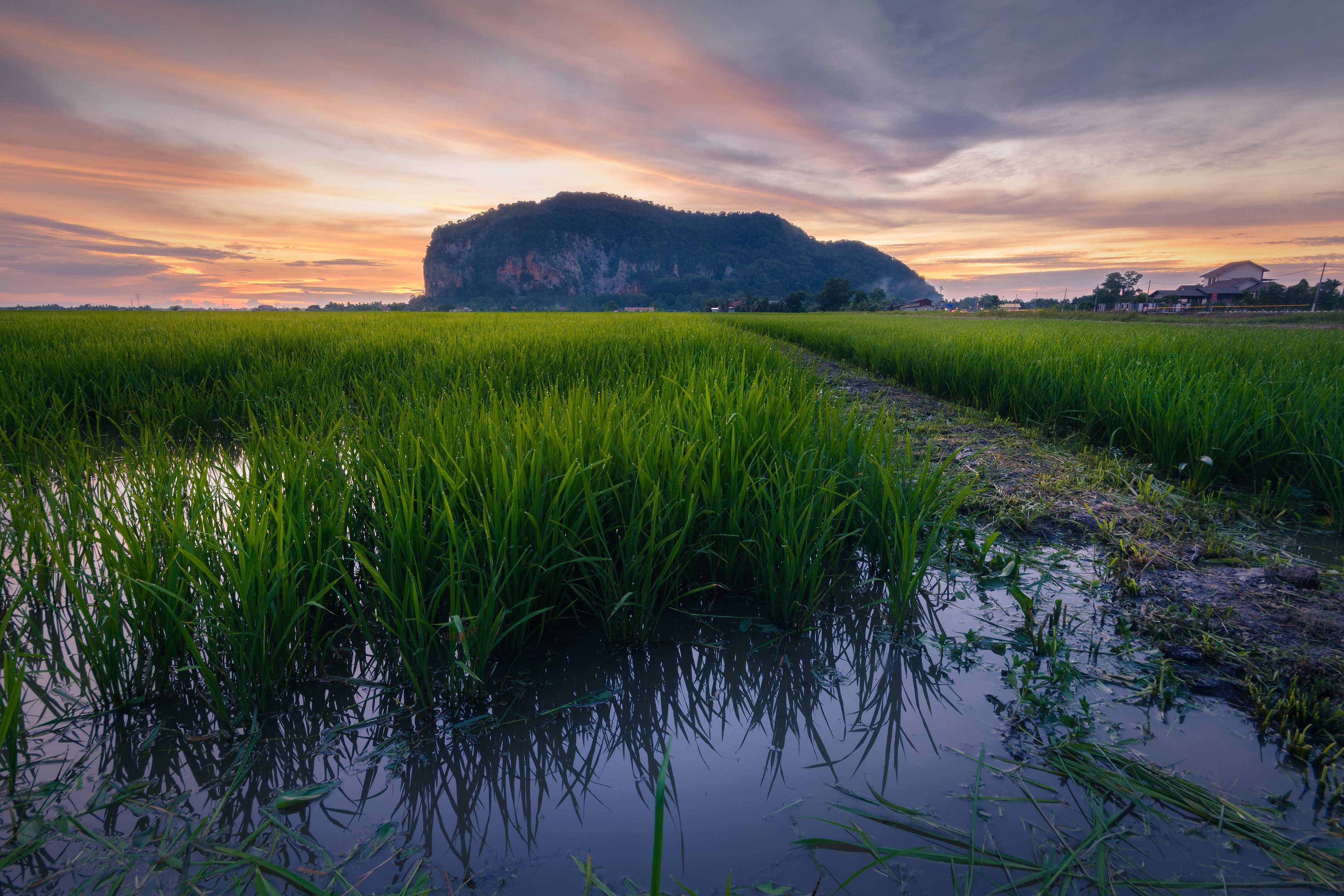 A lush green rice field with a water channel in the foreground and a large hill with a house in the background under a colorful sunset sky.
