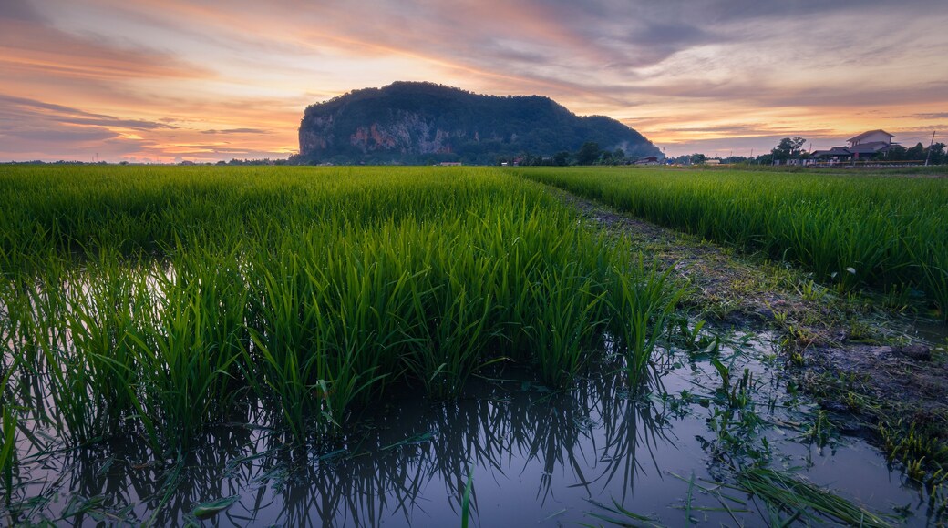 A lush green rice field with a water channel in the foreground and a large hill with a house in the background under a colorful sunset sky.