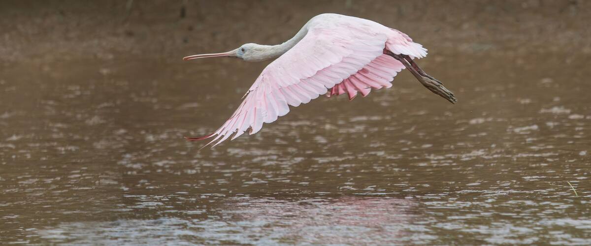 The roseate spoonbill (Platalea ajaja) is a species of spoonbill in the ibis family. It lives in humid regions between the southern United States and South America.