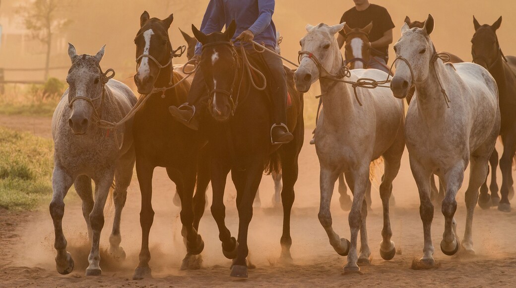 Groom and polo horse are exercise.