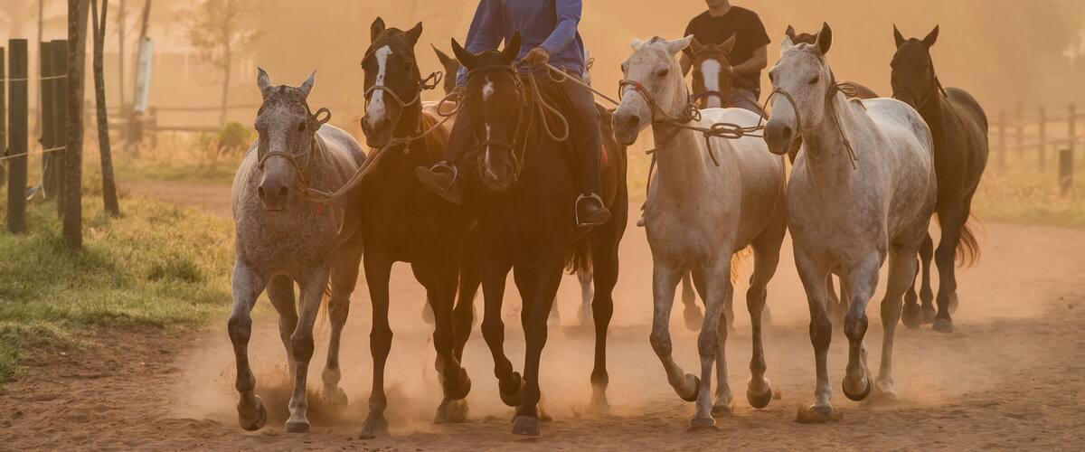 Groom and polo horse are exercise.