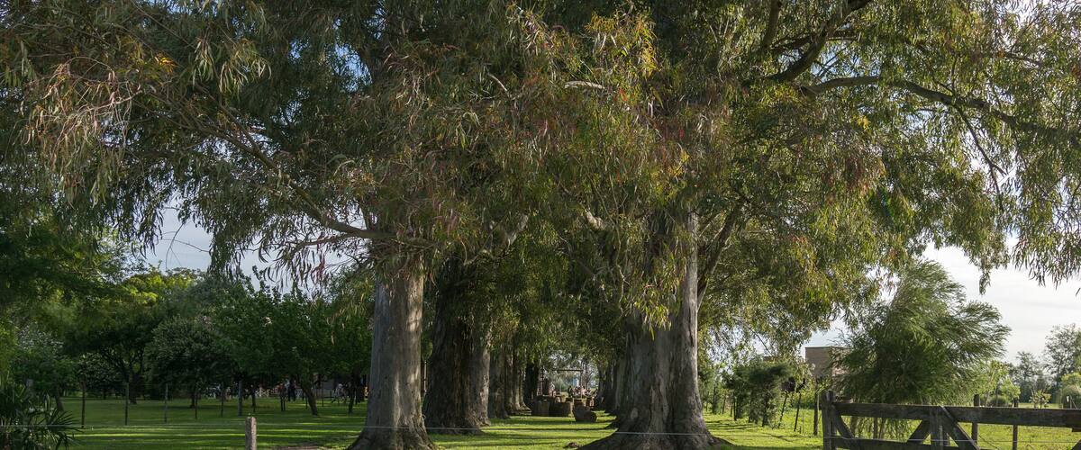 Open gate in a field in Argentina, tranquera Argentine