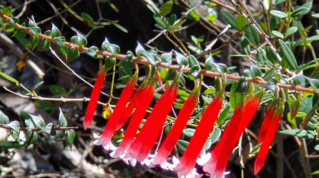 (Flower is fuschia heath)
A “BEAUTIFUL” DAY
In typical Ian fashion, I had ideas where I might go but left it till the morning before I was convinced it would be Barren Ground. Despite its unattractive name there was a promise of wildflowers. I’d bypassed it on a previous trip but its curious name lured me in.
I’d zig-zagged up the Jamberoo Mountain Road the day before but I still managed to marginally overshoot the turn off. Alighting at the carpark I could see I wouldn’t be alone, but you certainly wouldn’t call it crowded.
I chose the Griffith Trail, apparently it’s rated number #30 on N.S.W. top 60 day walks. Tasmania really started something all those years ago when they came out with their top 60 brochure, stealing a march on other states. I was so pleased when I cracked 40 of them but N.S.W.’s had escaped me then and continues to do so. I have no idea where the rating on the sign came from.
The trail has a feature, a natural stone bridge. That conjured up all sorts of images in my brain but I wondered if the 8kms would push my dodgy knees to the limit. Nothing ventured…….
There was an expectation of wildflowers. It had said on sites that I’d checked that now was a prime time. They weren’t immediately apparent but when I came across the first batch it was merely a prelude. Soon they were in abundance, at times the best displays I’d ever seen. Violet, yellow and white were in profusion, scattered all along the edge of the track.