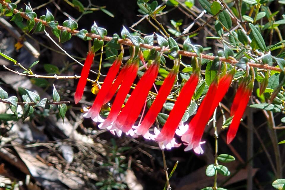 Red flowers hanging from a branch with green leaves.