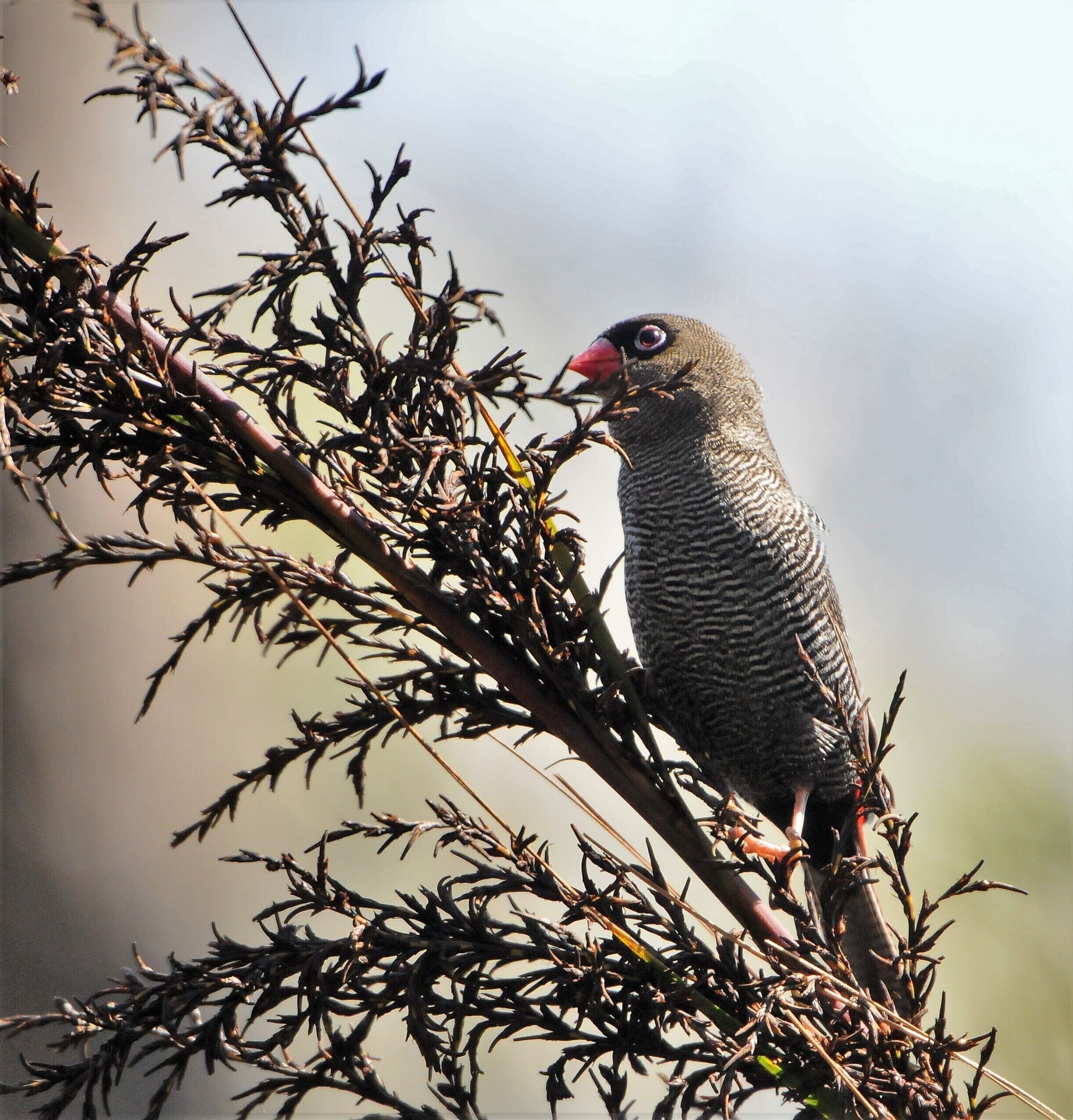 (continued)
At two points there were lookouts, one, Illawarra, with expansive views to the coast and beyond while the other, around halfway, was a raised platform with genuine 360 degree panoramas.  The track itself was a 4WD road and quite rocky in places but I trudged on, surprised at how well my dodgy legs were going.
The weather was also being kind for the first time, sunshine bathed the area most of the while and I dwelt on the word “barren”.  I’d been in Ireland and visited the Burren, an amazing area of seemingly bare rock that, in the little cracks that have formed, harbours over 1,100 plant species, hardly any rising more than a couple of centimetres above the rock.  Here, at Barren Ground, the vegetation was prolific.  Though a lot of the growth you can see over, it’s so dense as to be impenetrable.  
From time to time I came upon other walkers but I was getting excited in anticipation of the Stone Bridge that featured on so many signs, writ large on the boards.  The reality was virtually a non-event.  Though a pleasant spot to stop around the 6km mark if you walk the trail clockwise, it’s just a small hole in the sandstone that the creek has found its way through.
Not soon after, walking about 500 metres of slight uphill, I started to hear some birds.  Having lost count of the amount of times I’ve gone for walks and lugged my cumbersome and heavy telephoto gear to no avail, always on the premise that, when you need it you haven’t got it, I was overcome when I actually raised it and a bird didn’t fly away.  In fact, as I zoomed in, I realised it was a species I’d never seen before.  That it was a finch was immediately apparent by its beak, but the other markings were a mystery to me.  There was a spring in my step after that.
Further on there were a few others but nothing I wasn’t familiar with, though I would have loved a better crack at the golden whistler along the last kilometre of the plateau section.  Then the walk was over.  I packed up and stole away, eager to ascertain what I’d shot.  However, it wasn’t an easy search, and I spent 10-15 minutes trolling through sites before finally coming up with a result.  It was, indeed, a Beautiful Finch.  Finally, just once, I’d gotten lucky.

