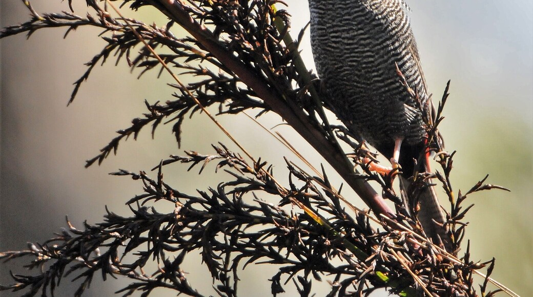 (continued)
At two points there were lookouts, one, Illawarra, with expansive views to the coast and beyond while the other, around halfway, was a raised platform with genuine 360 degree panoramas. The track itself was a 4WD road and quite rocky in places but I trudged on, surprised at how well my dodgy legs were going.
The weather was also being kind for the first time, sunshine bathed the area most of the while and I dwelt on the word “barren”. I’d been in Ireland and visited the Burren, an amazing area of seemingly bare rock that, in the little cracks that have formed, harbours over 1,100 plant species, hardly any rising more than a couple of centimetres above the rock. Here, at Barren Ground, the vegetation was prolific. Though a lot of the growth you can see over, it’s so dense as to be impenetrable.
From time to time I came upon other walkers but I was getting excited in anticipation of the Stone Bridge that featured on so many signs, writ large on the boards. The reality was virtually a non-event. Though a pleasant spot to stop around the 6km mark if you walk the trail clockwise, it’s just a small hole in the sandstone that the creek has found its way through.
Not soon after, walking about 500 metres of slight uphill, I started to hear some birds. Having lost count of the amount of times I’ve gone for walks and lugged my cumbersome and heavy telephoto gear to no avail, always on the premise that, when you need it you haven’t got it, I was overcome when I actually raised it and a bird didn’t fly away. In fact, as I zoomed in, I realised it was a species I’d never seen before. That it was a finch was immediately apparent by its beak, but the other markings were a mystery to me. There was a spring in my step after that.
Further on there were a few others but nothing I wasn’t familiar with, though I would have loved a better crack at the golden whistler along the last kilometre of the plateau section. Then the walk was over. I packed up and stole away, eager to ascertain what I’d shot. However, it wasn’t an easy search, and I spent 10-15 minutes trolling through sites before finally coming up with a result. It was, indeed, a Beautiful Finch. Finally, just once, I’d gotten lucky.