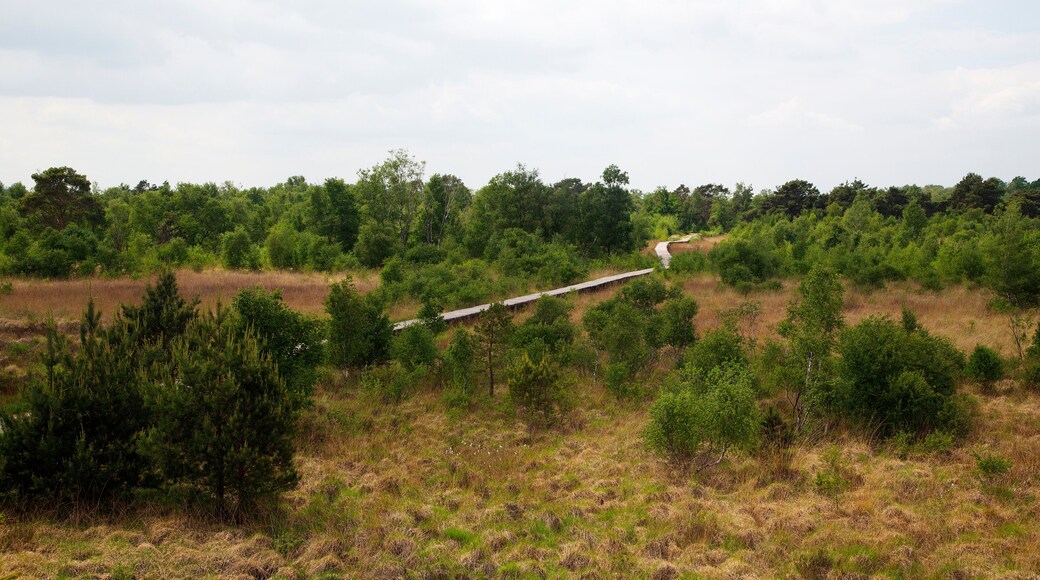 Typical landscape of Dutch National Park De Groote Peel, Nederweert, Limburg, Netherlands