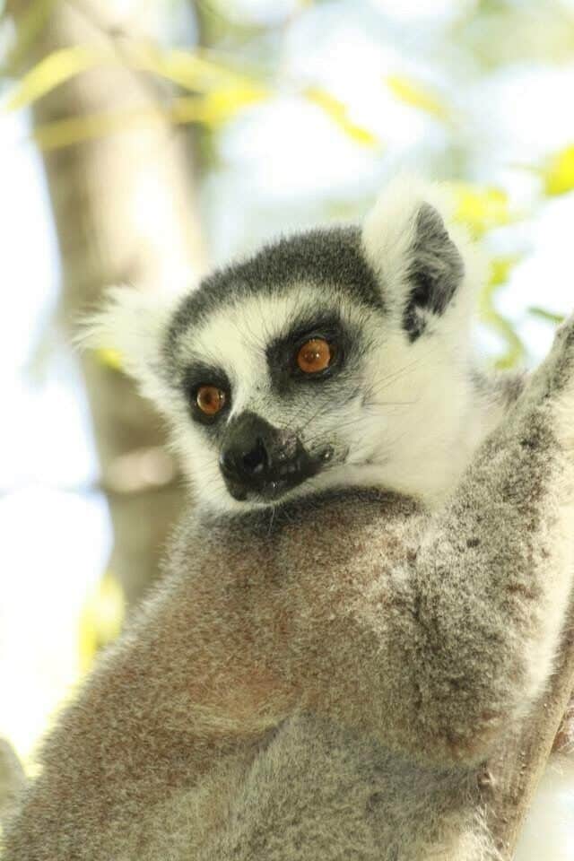 Loved loved Madagascar!!  Wildlife and scenery to die for!!
