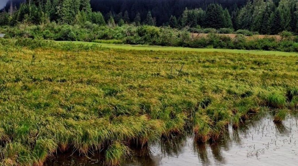 This lake was covered with low clouds. It has fish biting the surface for bugs everywhere. I only wish I could have stopped longer.