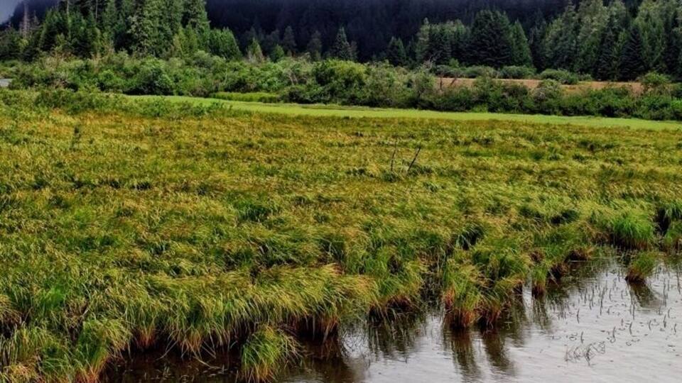 A flooded field with dense forest in the background.