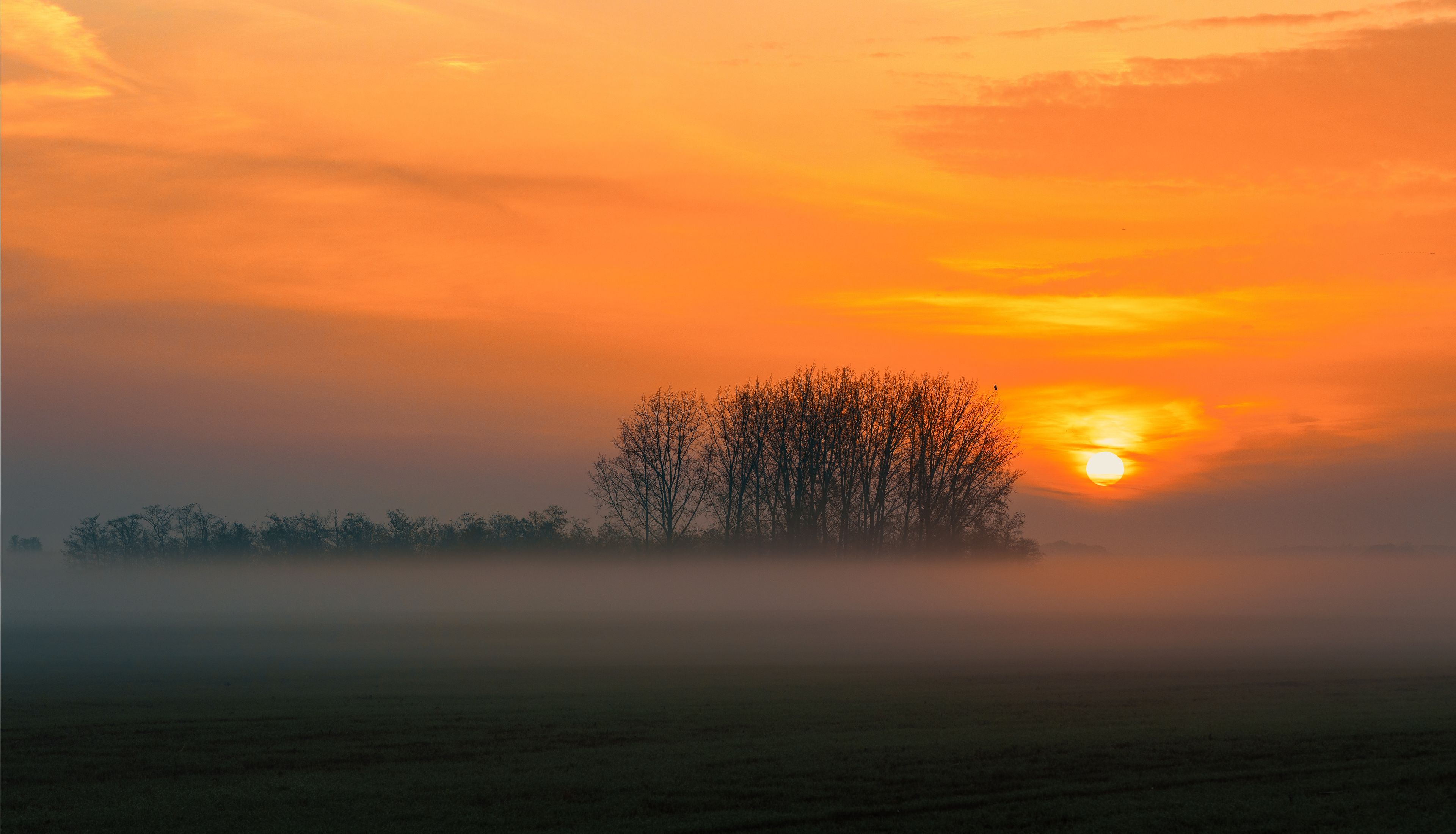 Un lever de soleil sur un paysage brumeux, avec des arbres se découpant en silhouette et un ciel dégagé.