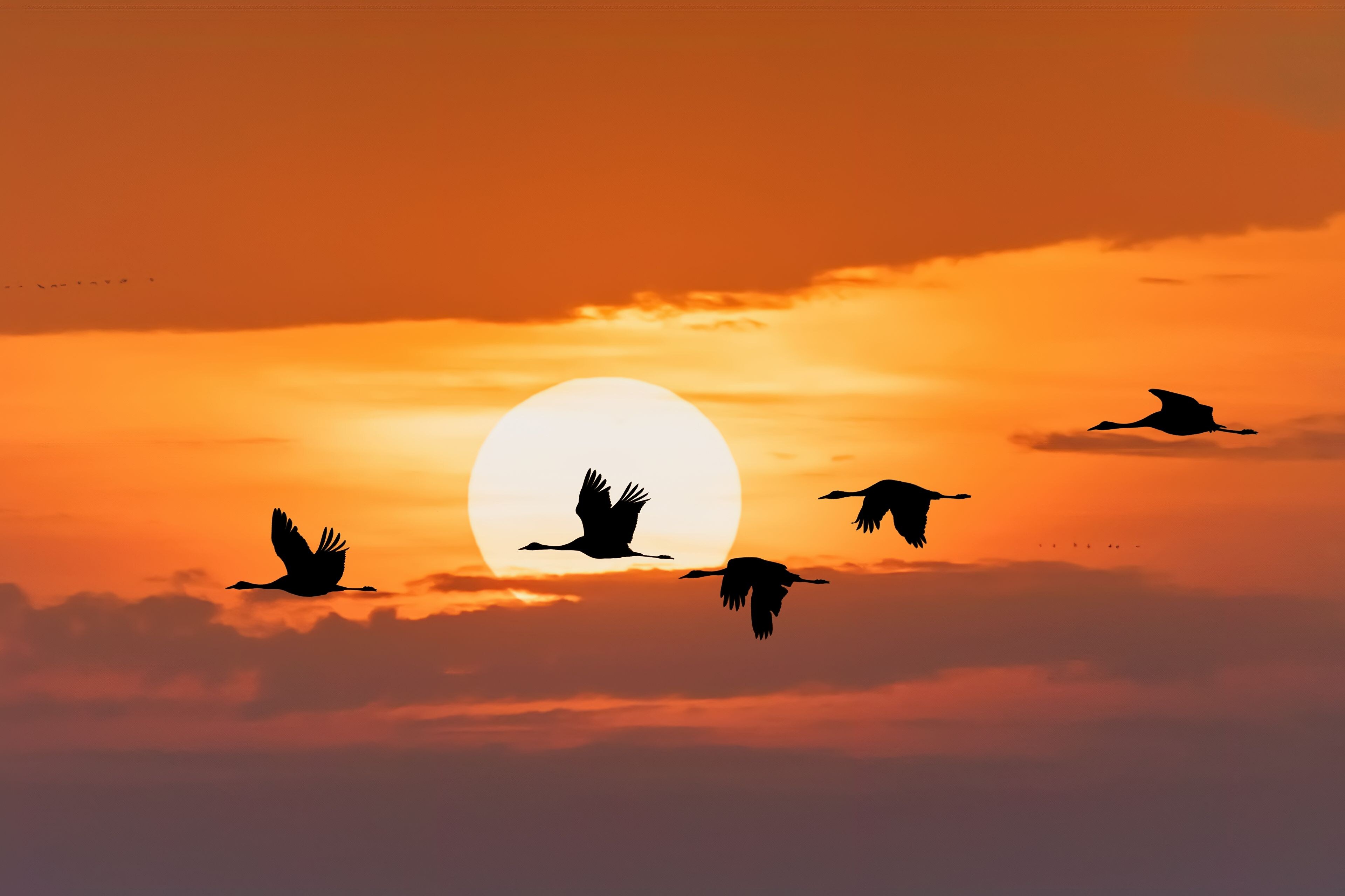 Un coucher de soleil avec un soleil imposant et les silhouettes d’oiseaux en vol.