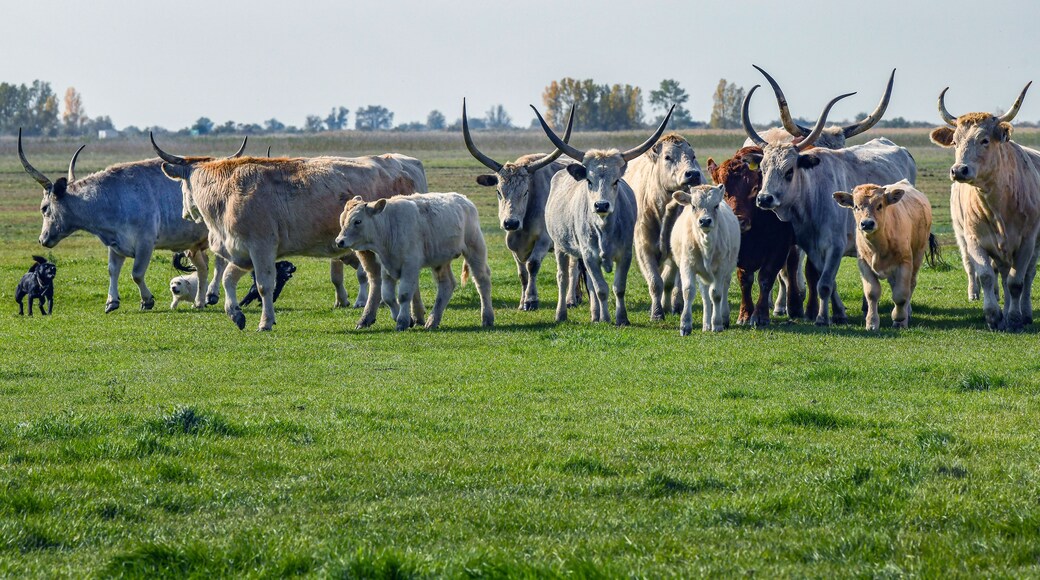 Un troupeau de bovins à longues cornes dans un champ herbeux.