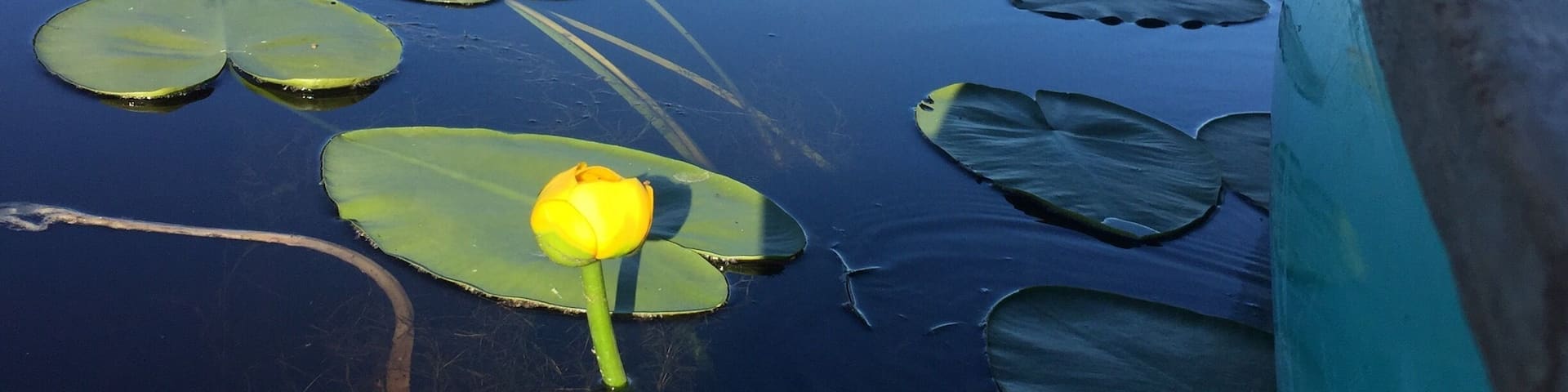 A calm lake with lily pads and a yellow water lily in the foreground.