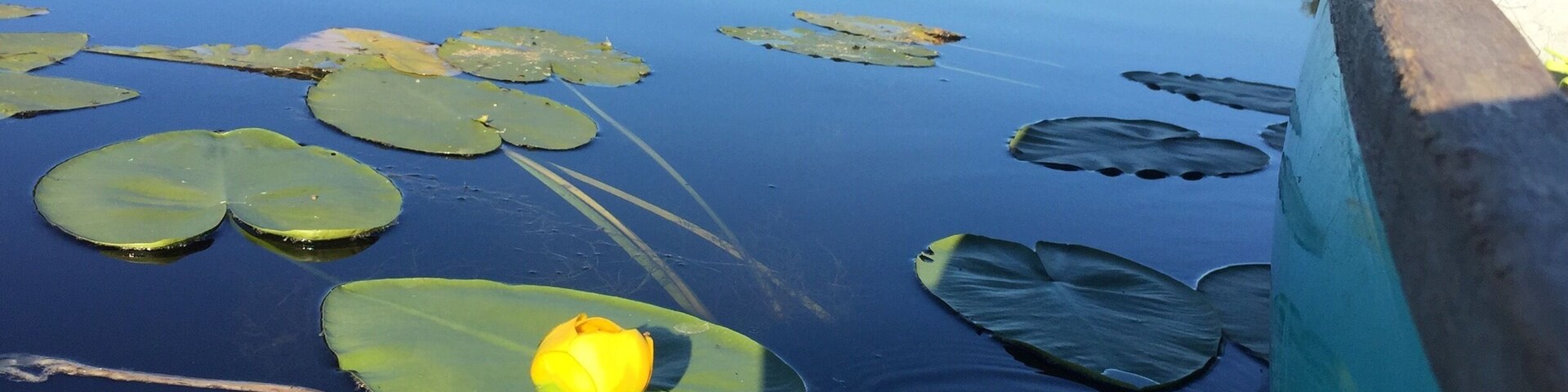Un lago tranquilo con nenúfares y un lirio amarillo en primer plano.