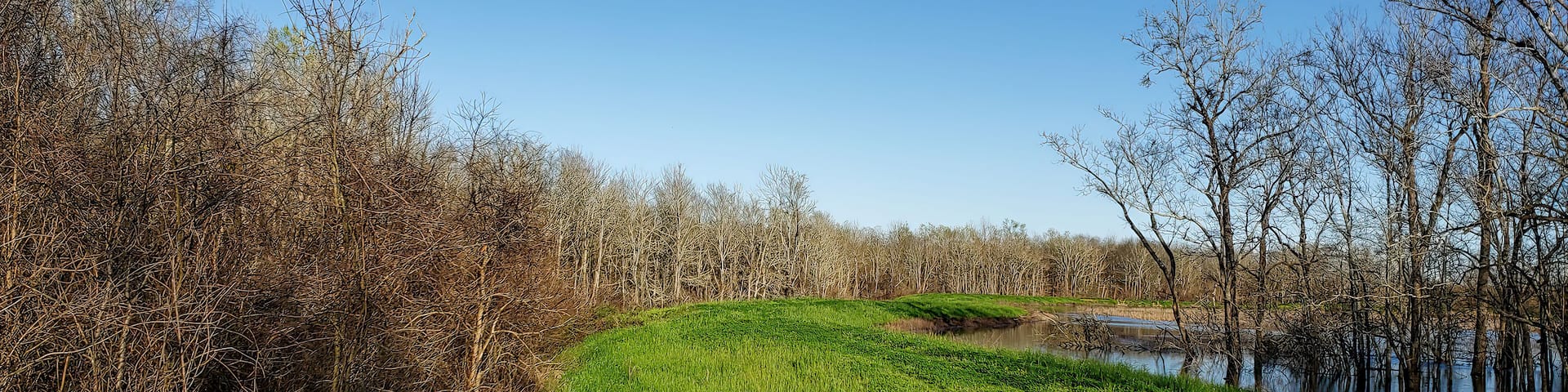 A riverbank with dense trees and a grassy area.