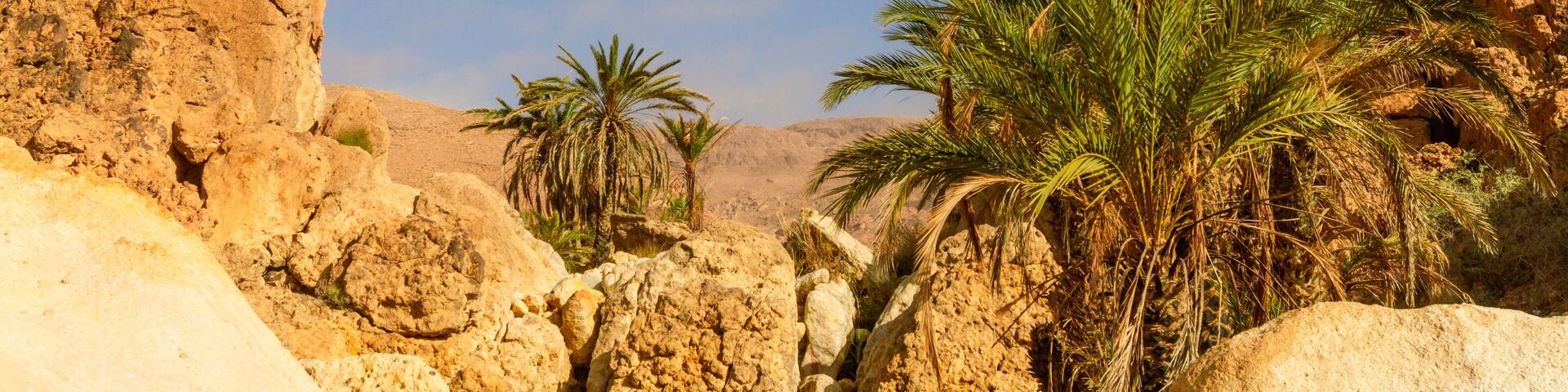 Wild date palms in a small uninhabited mountain oasis near the Kasserine Pass. Tunisian mountains. Tunisia, Africa