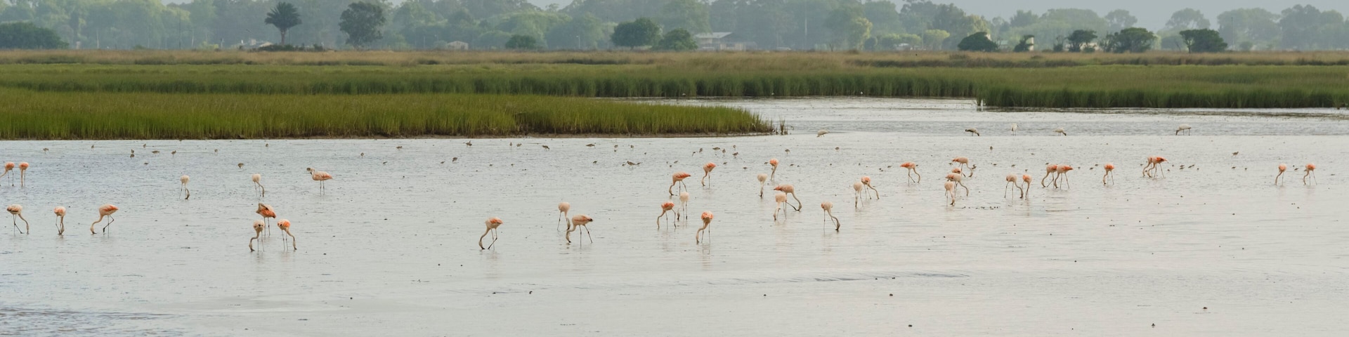 Uma área úmida com aves aquáticas e uma linha de árvores ao longe.