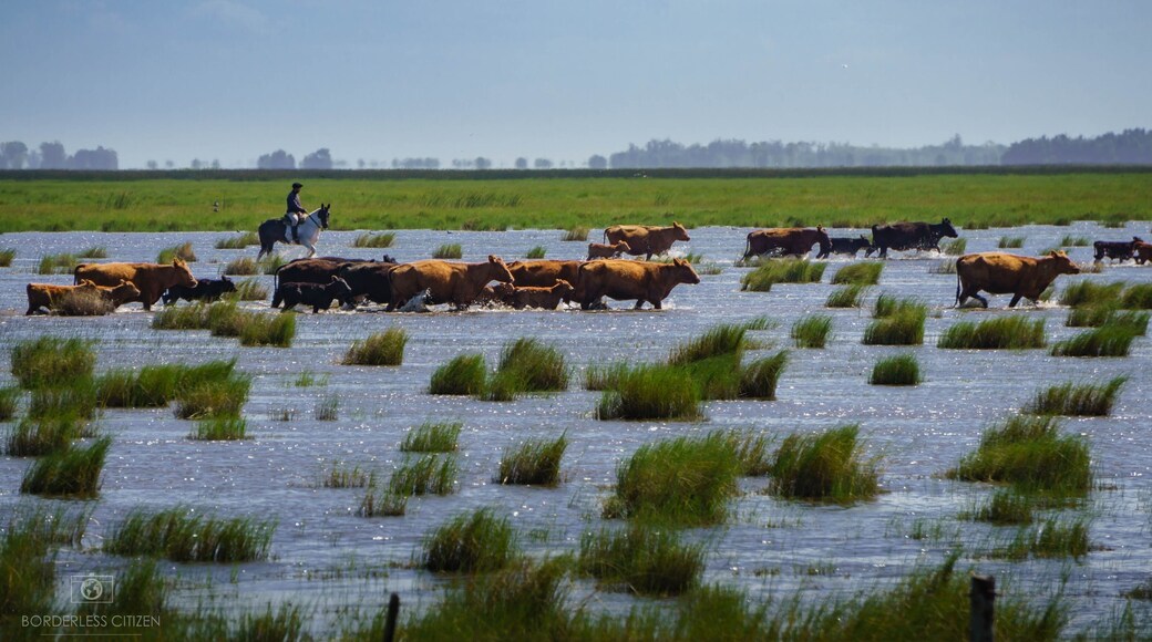 An Argentine gaucho moving his post’s heard from one sector to another through flooded lands. #adventure #farm