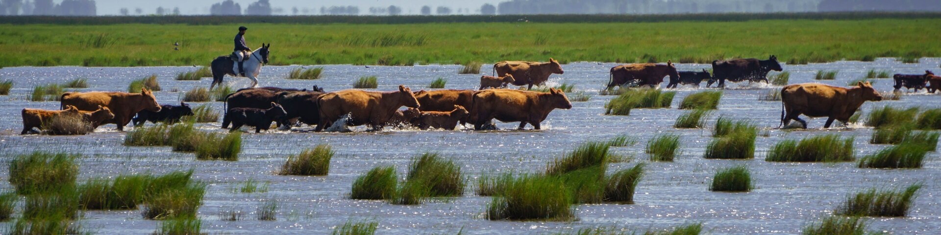 An Argentine gaucho moving his post’s heard from one sector to another through flooded lands. #adventure #farm