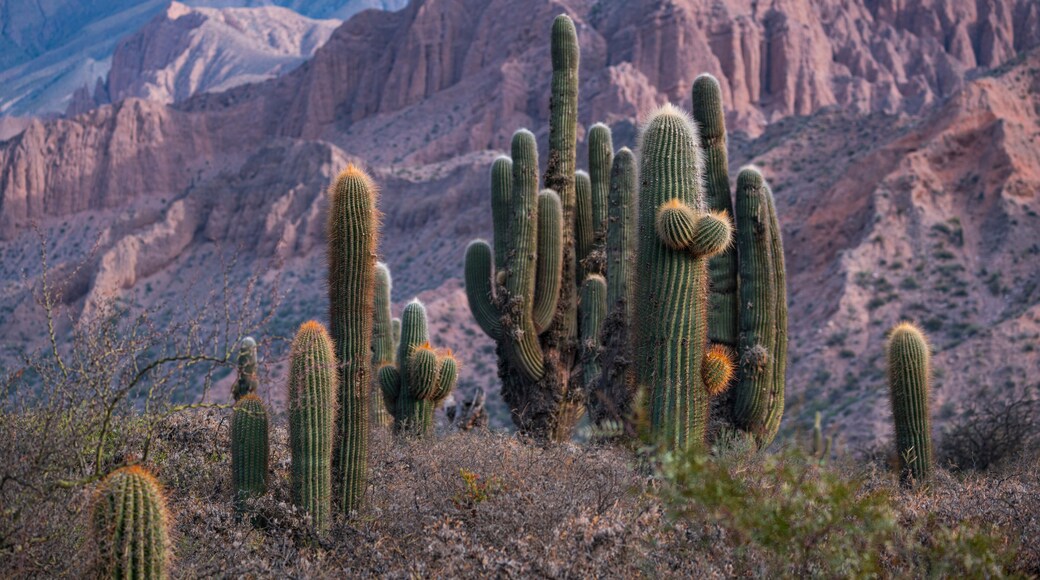 Département de Copo
