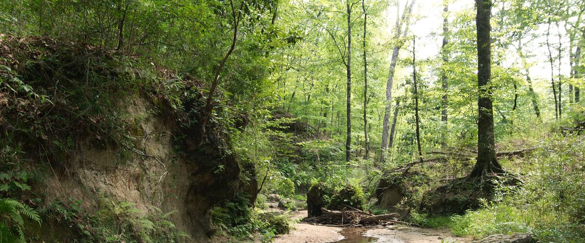 Clark Creek Natural Area, Tunica Hills, Mississippi, USA