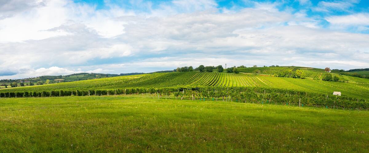 Austria, Burgenland, Oberpullendorf District, near Neckenmarkt, vineyards