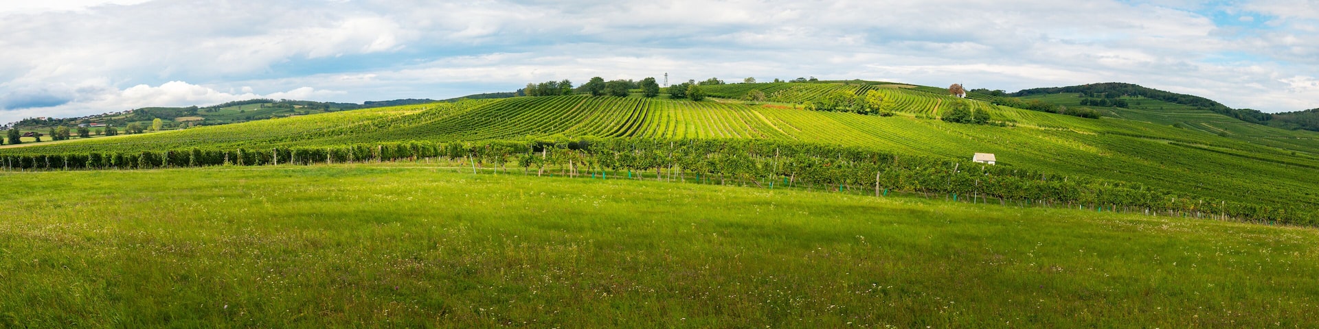 Austria, Burgenland, Oberpullendorf District, near Neckenmarkt, vineyards