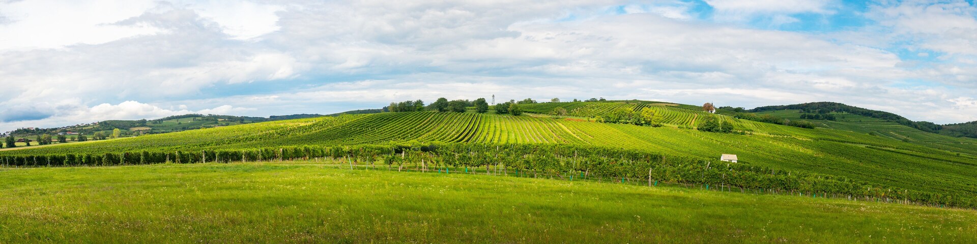 Austria, Burgenland, Oberpullendorf District, near Neckenmarkt, vineyards