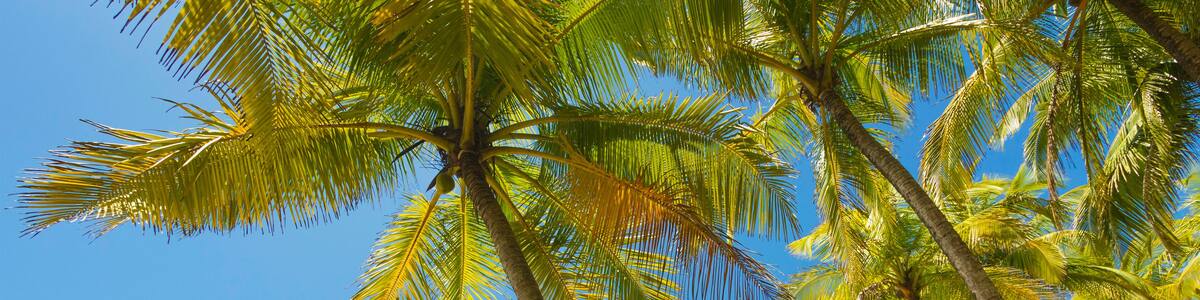 Beautiful palm fringed white sand Playa Carrillo, Carrillo, near Samara, Guanacaste Province, Nicoya Peninsula