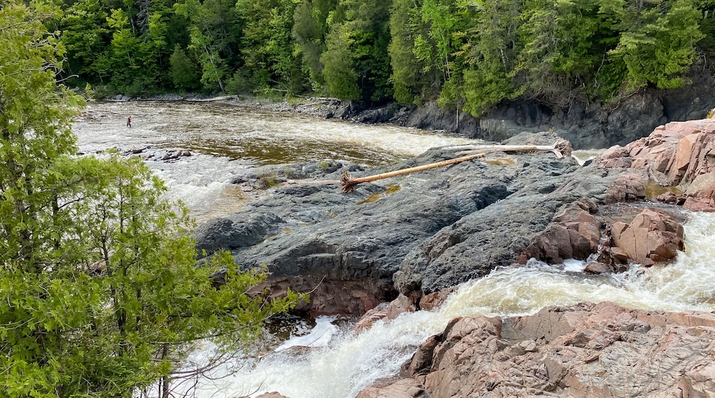 En flod som flyter över stenar, omgiven av en tät, grön skog.