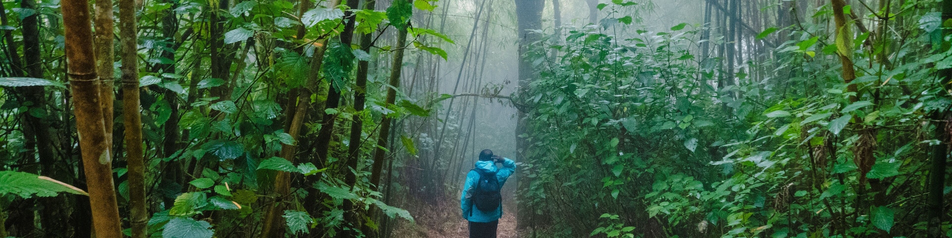 A hiker in the Montane forest ecological zone of Mount Rungwe, Mount Rungwe Nature Forest Reserves in Mbeya Region, Tanzania