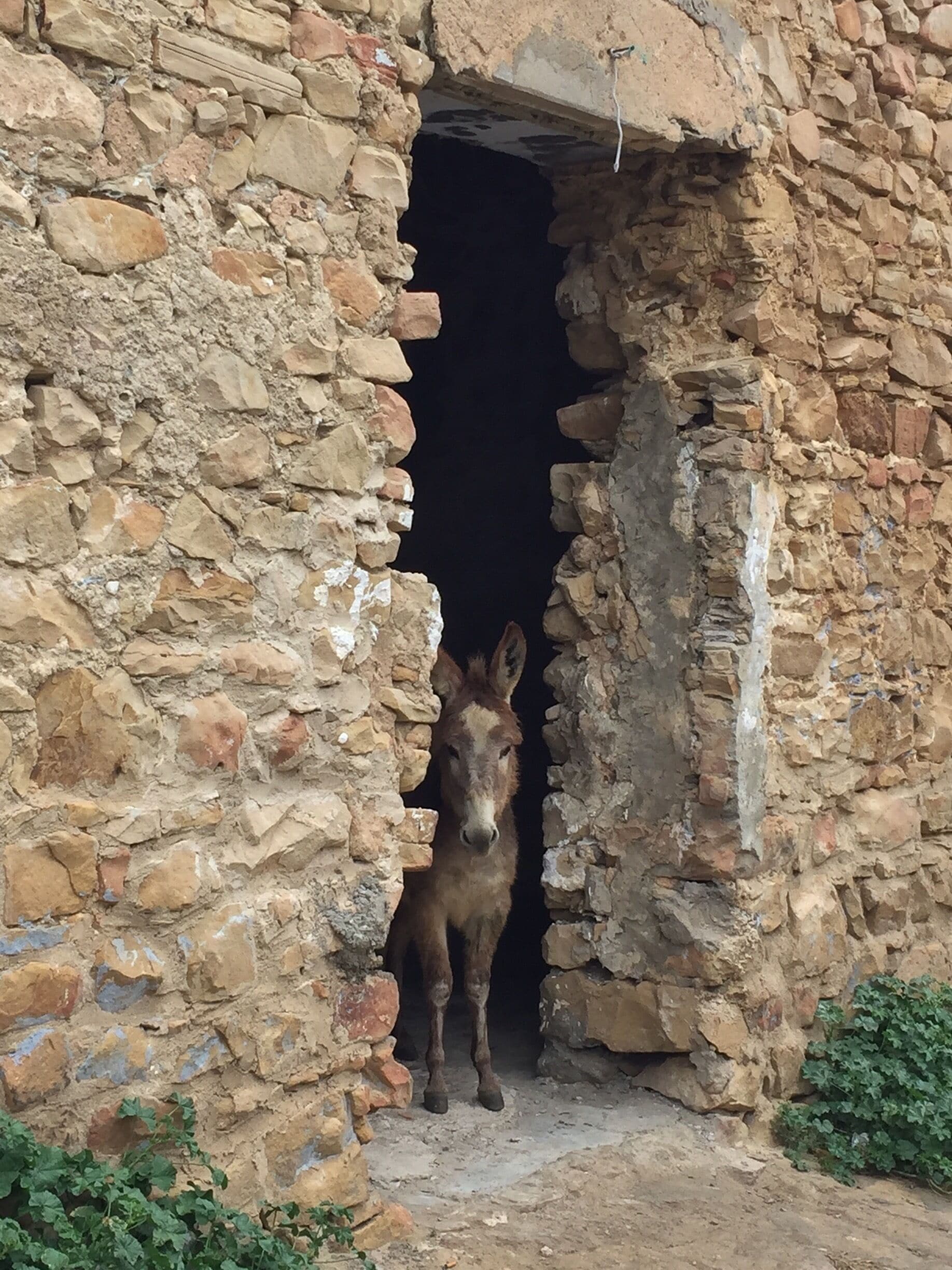 A donkey peeking out from a stone doorway.