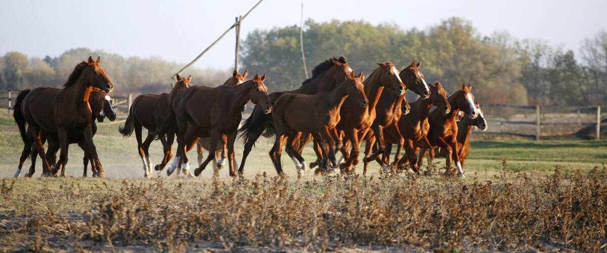 Galloping Herd in the Puszta. Bugac is the hungarian desert.