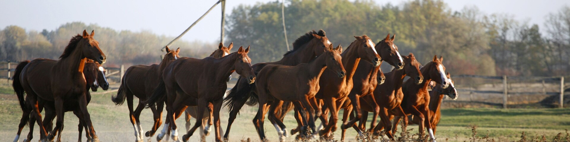 Galloping Herd in the Puszta. Bugac is the hungarian desert.
