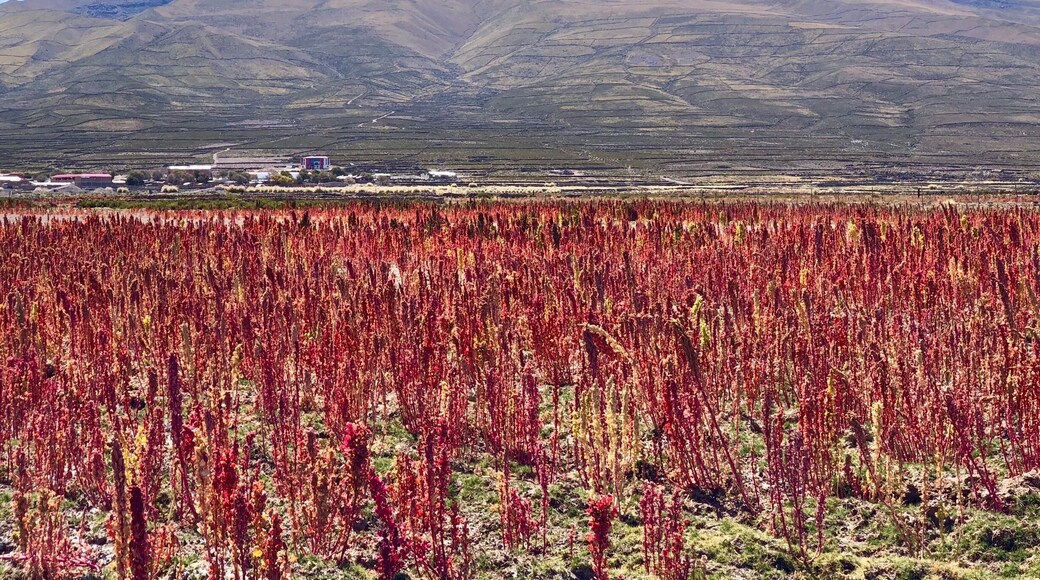 Beautiful plantation with the volcano view behind