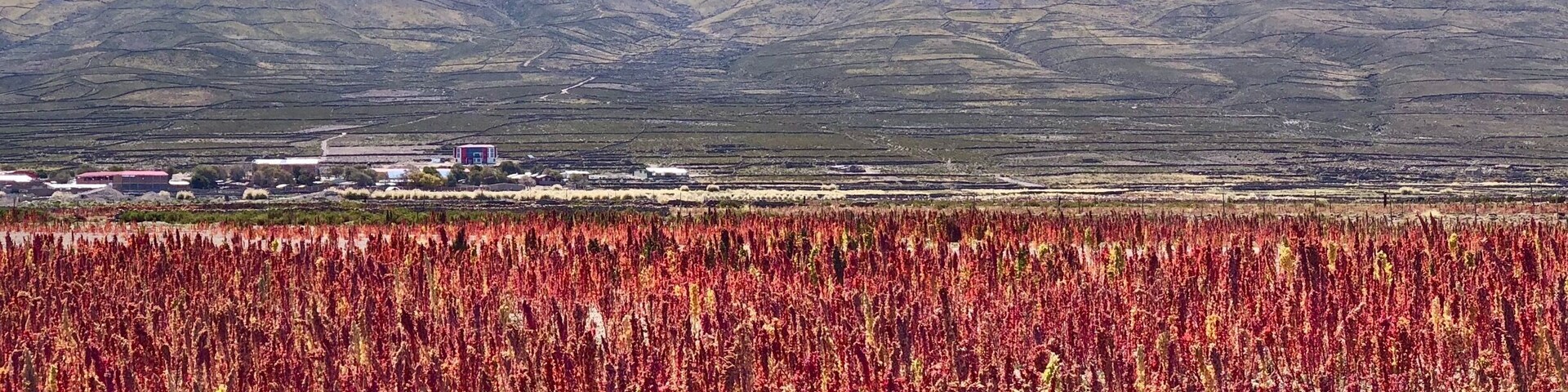 Beautiful plantation with the volcano view behind
