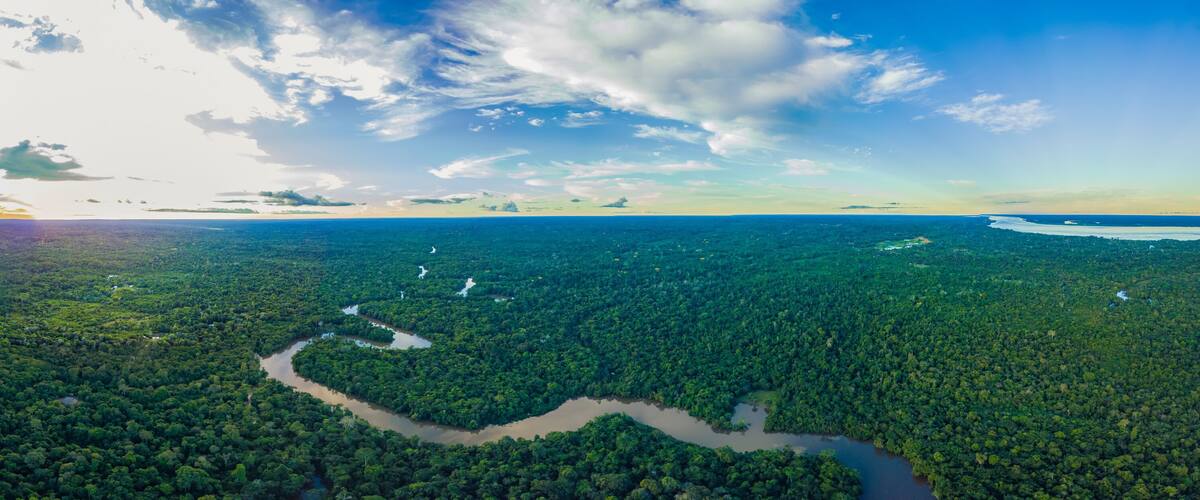 Morning in the Amazon Rainforest