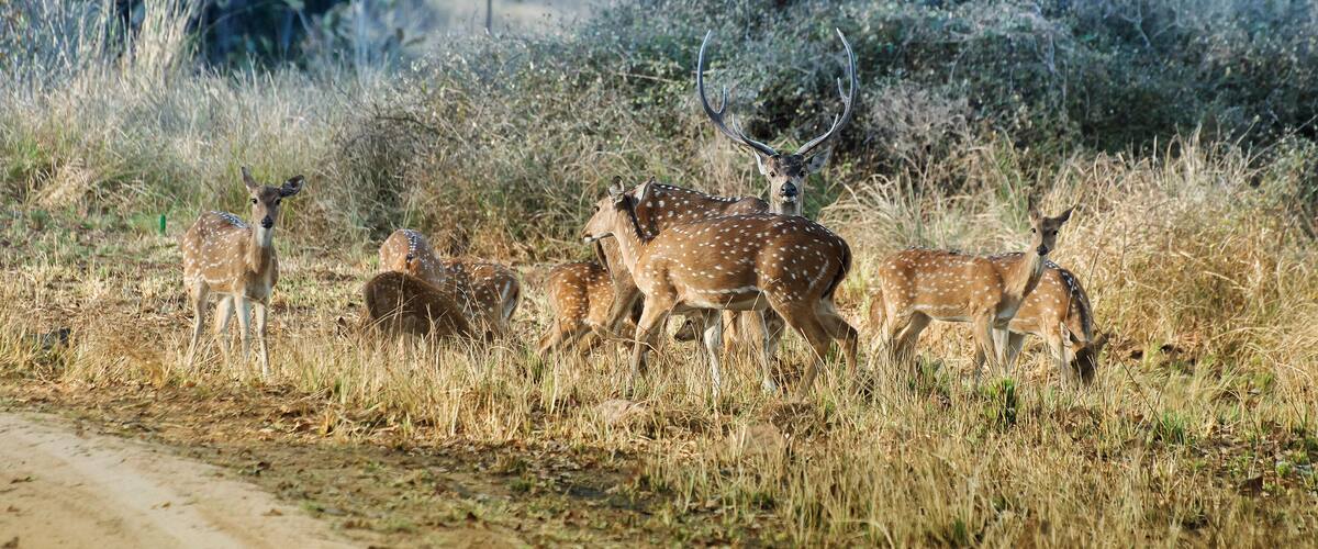 Beautiful image of group of deers , front facing the camera at Panna National Park, Madhya Pradesh, India. Panna is located in Panna district of Madhya Pradesh in India. It is a tiger reserve.