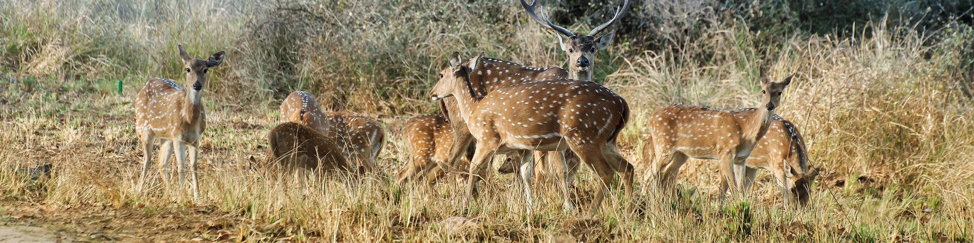 Beautiful image of group of deers , front facing the camera at Panna National Park, Madhya Pradesh, India. Panna is located in Panna district of Madhya Pradesh in India. It is a tiger reserve.