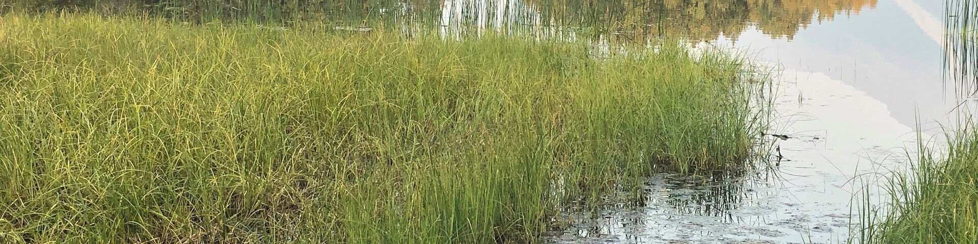 Ein ruhiger See, umgeben von hohem Gras und Bäumen.