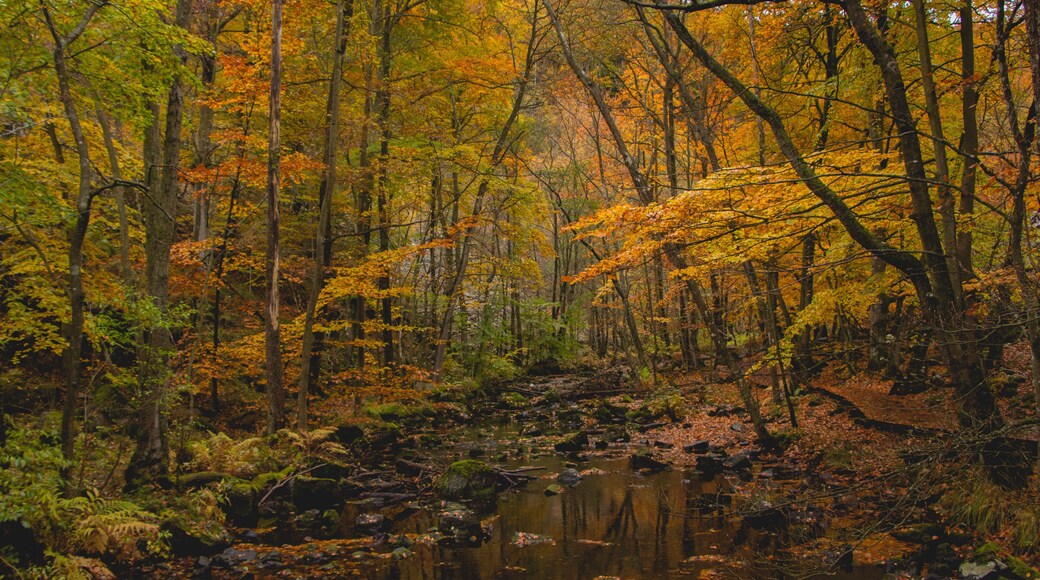 Municipio de Örkelljunga