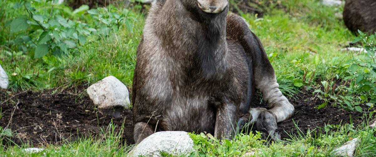 moose lying on the ground in the green in a park in Sweden