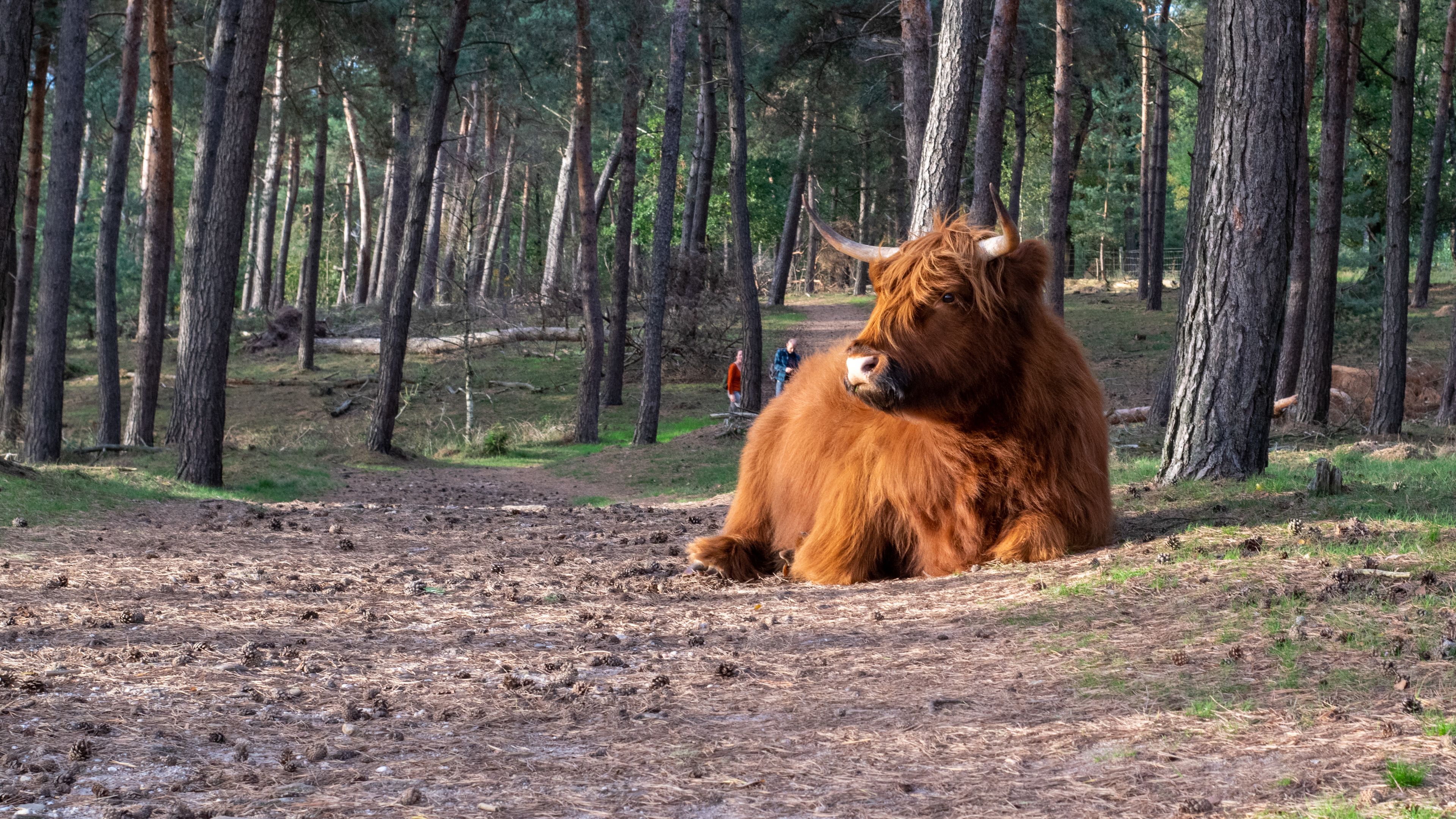 Un grand yak brun se repose sur le sol d’une forêt, avec de grands arbres en arrière-plan.