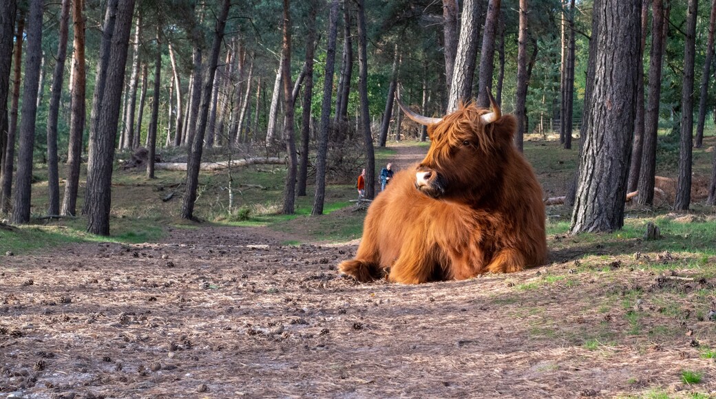 Un grand yak brun se repose sur le sol d’une forêt, avec de grands arbres en arrière-plan.