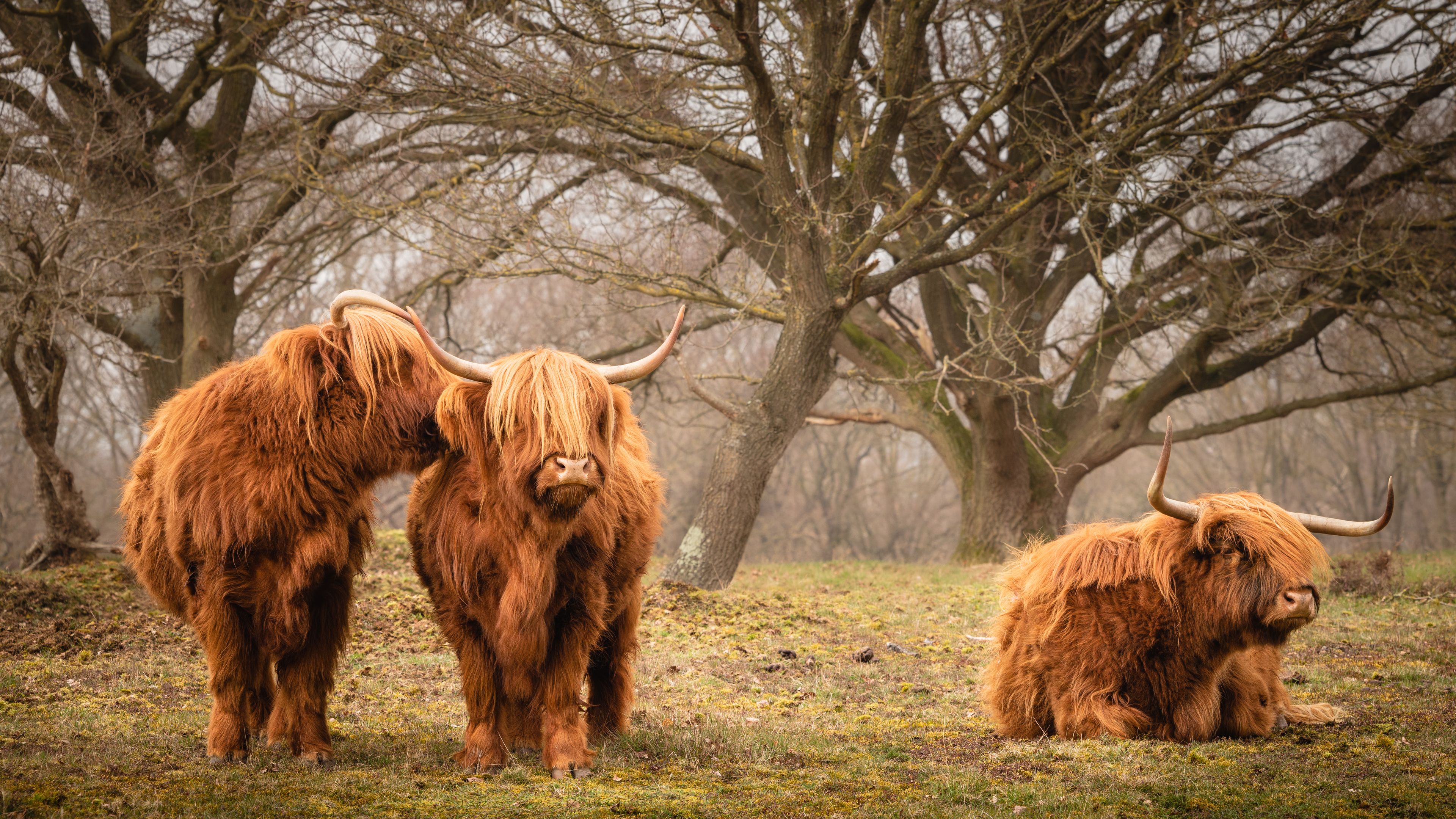 Trois bovins de race Highland dans un champ, avec des arbres en arrière-plan.