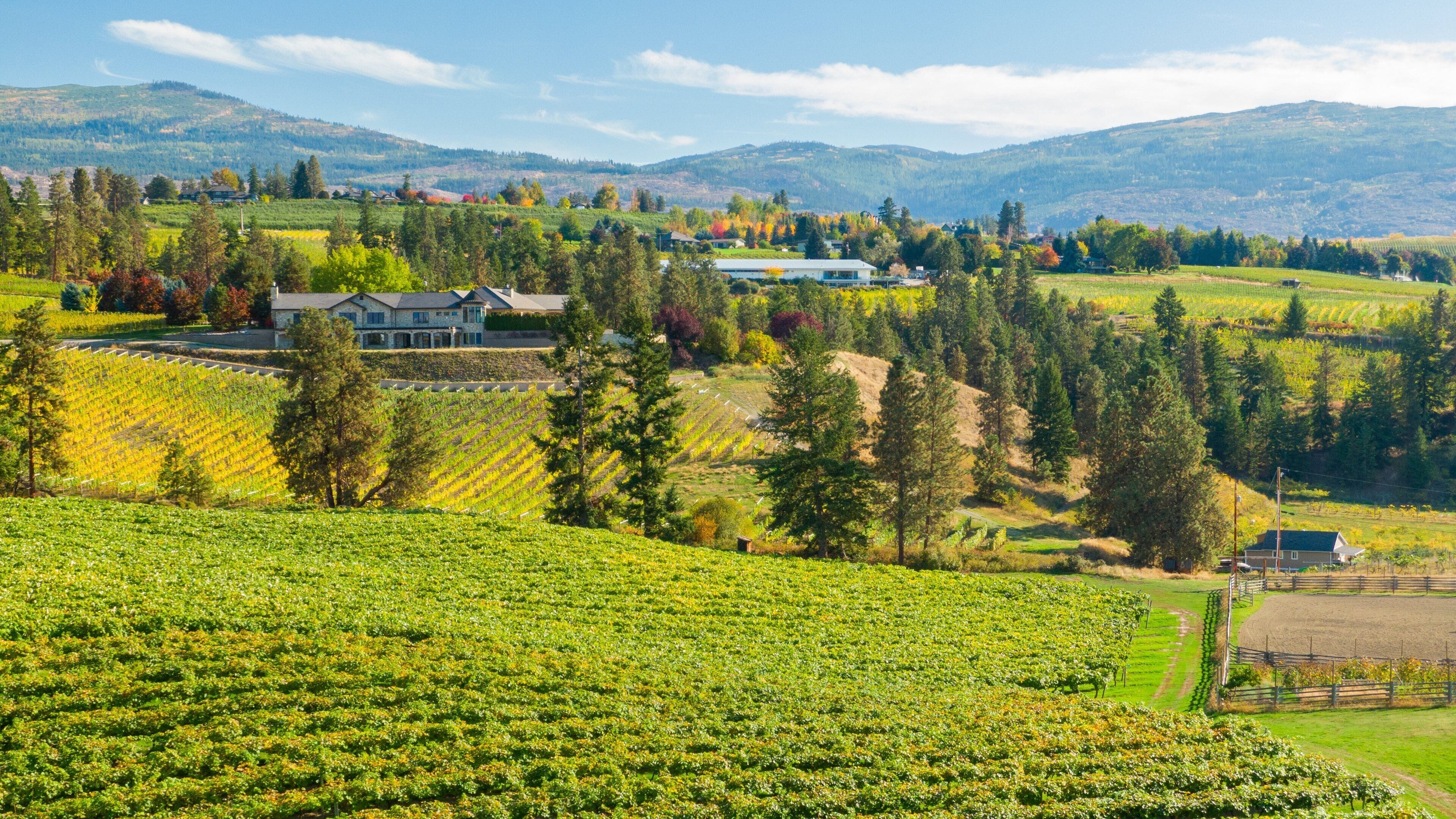A vineyard with rows of grapevines, a large house, and a mountainous backdrop.
