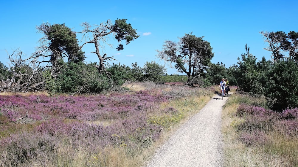 Ein Kiesweg durch eine mit Heide bewachsene Landschaft, wenige Bäume.
